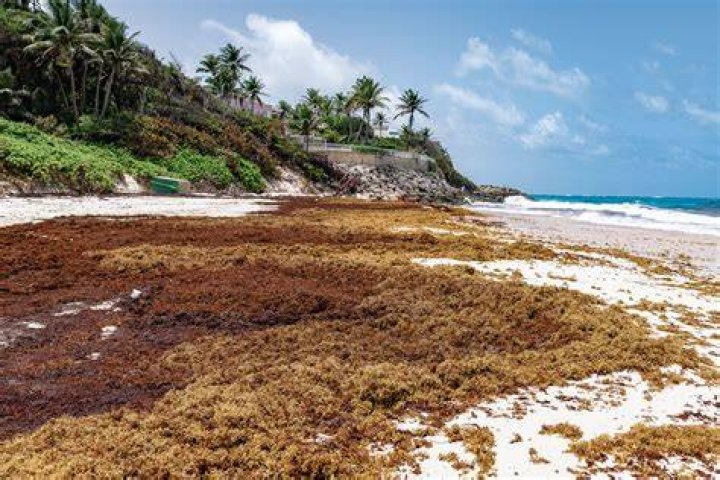 Unlocking The Secrets Of Anguilla Sargassum: A Promising Journey